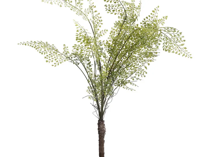 Wood Fern Bush